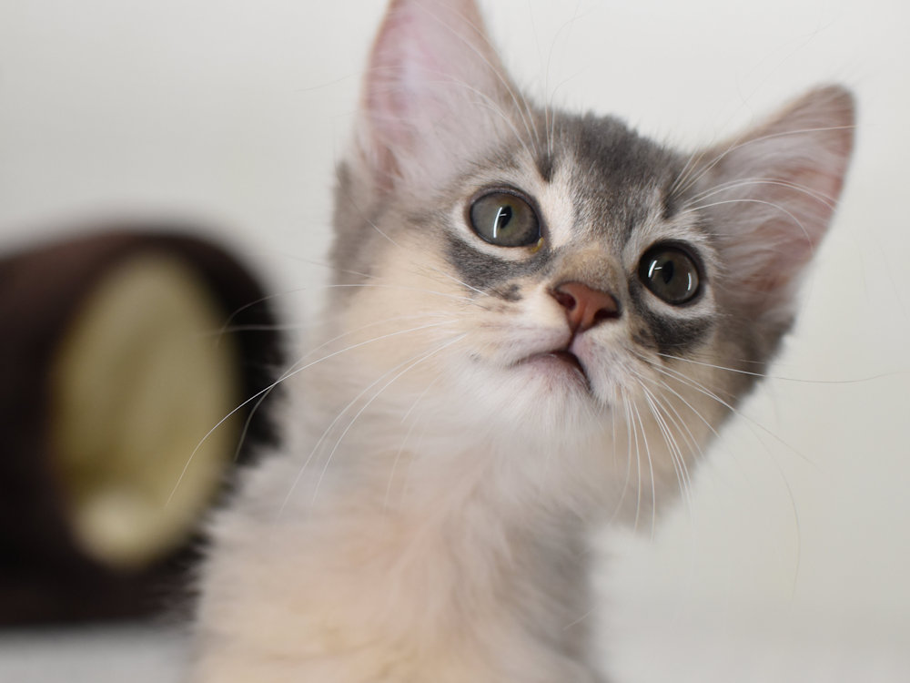 ソマリ　ブルー　めす　（２５年８月１日生れ）